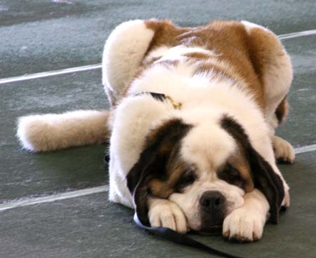 Robbie and Tim Hiltz St. Bernard puppy