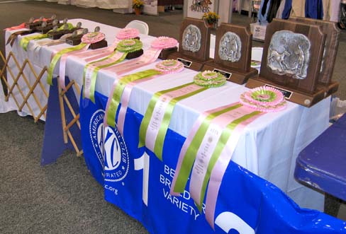 Futurity Ribbons