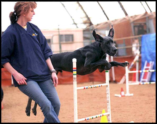 Taz - Agility