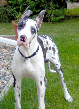 Do you want to play with me?