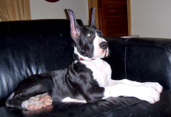 Ramone looking regal on the couch