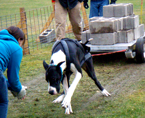 Ramone - Weight Pulling- Nov 14, 2009