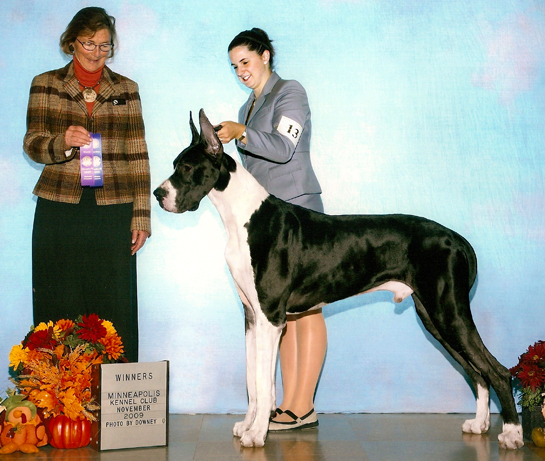 Ramone - Winners Dog - Mpls K.C.