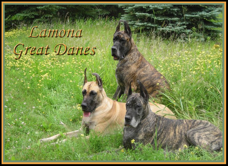 Lamona Great Danes