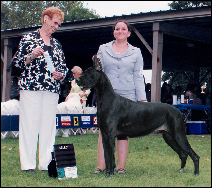 Sassy - SCVKC Select Bitch