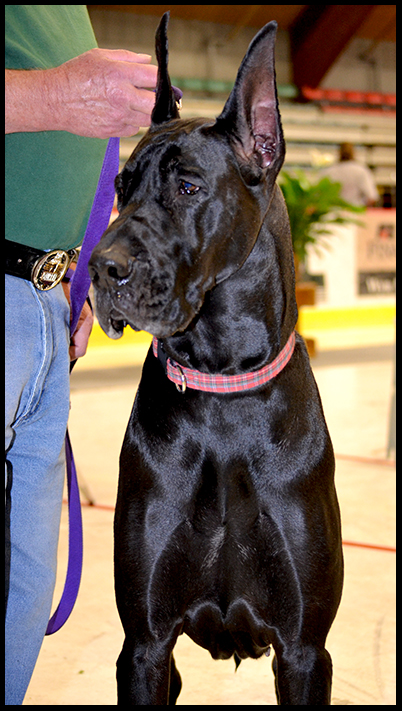 Sassy - New Champion