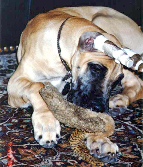 Tasha playing with her toy