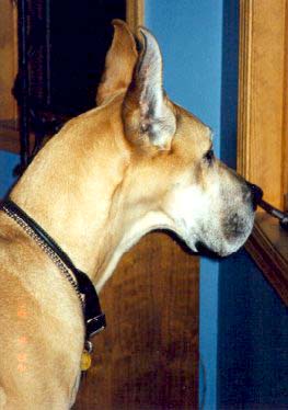 Zinka looking out the window