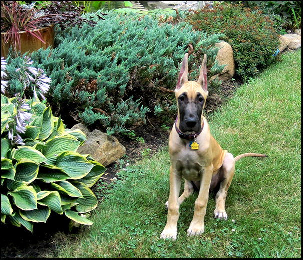 Nellie - 4 months old