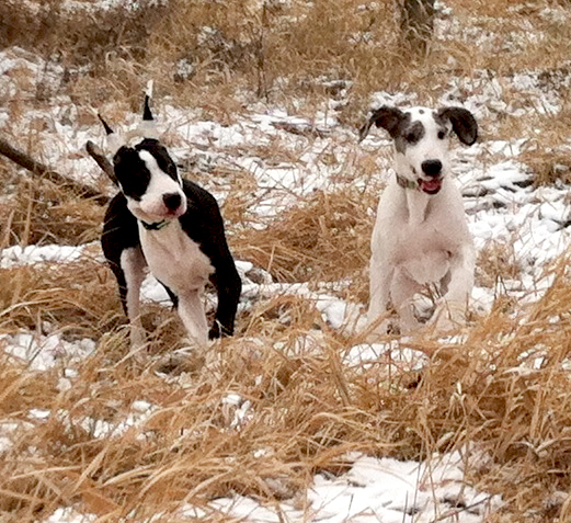Tahvi and Cadie playing