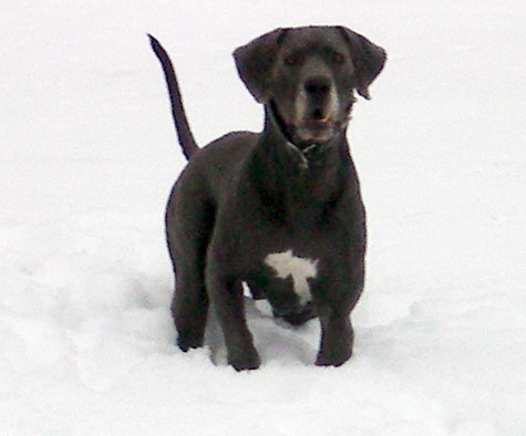 Astro playing in the snow