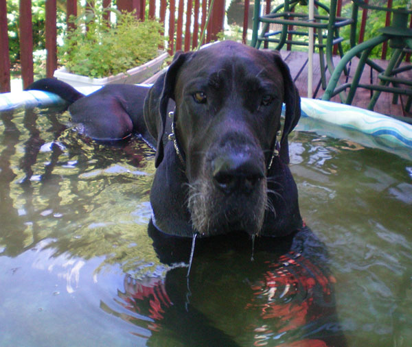 Dylan in his pool!