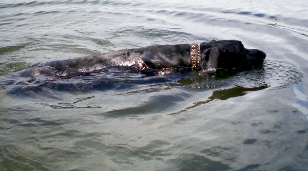 Dylan getting his exercise swimming