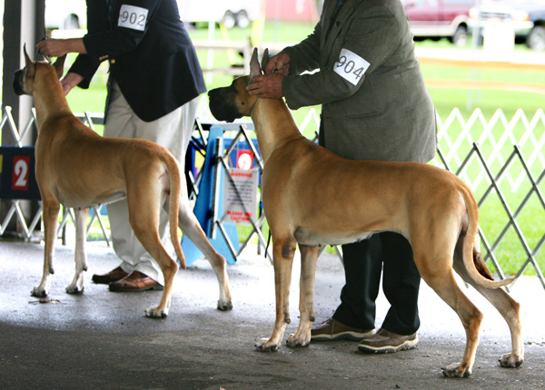 Thursday 2007 - Open Fawn