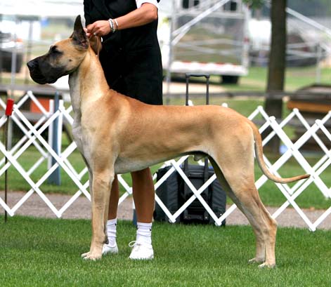 Divine Acres Danny Boy - Winners Dog - Thursday Specialty