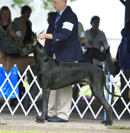 RJ, Mesaba Dark Harvest