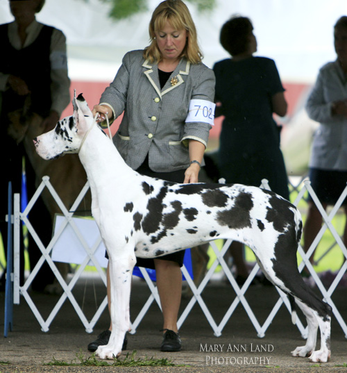 Zita, Great Bel's Zita At Patientdanes