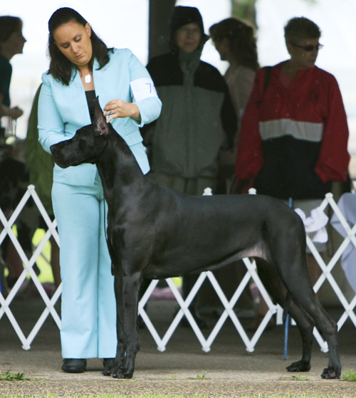 Sassy, Hauerdane's Bring N Sexy Back