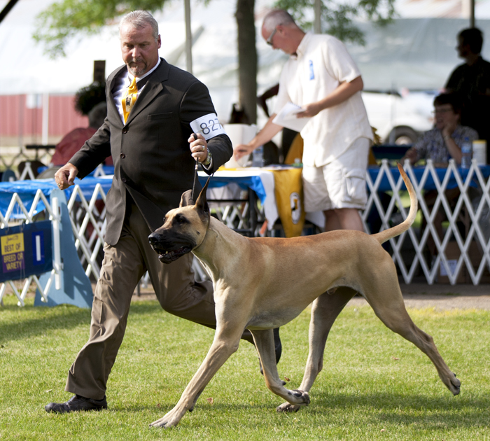 Burke's Pinocchio of BNV