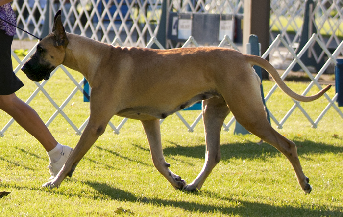 CH Divine Acres Gallant Girl