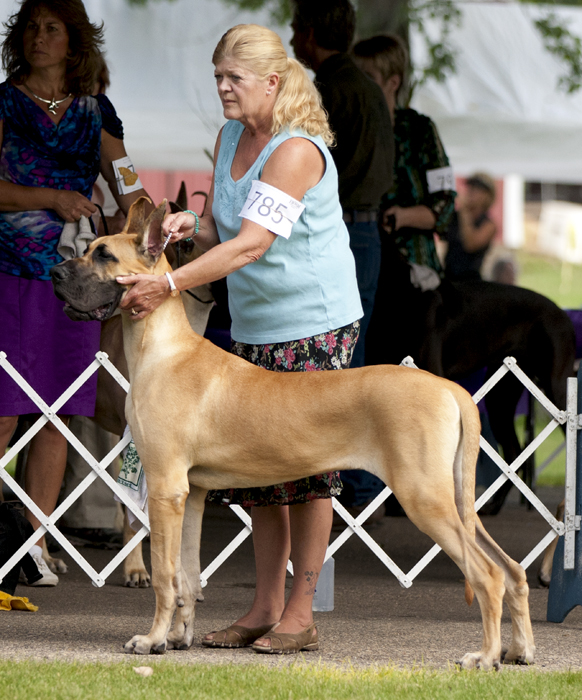 Capstone's Templar O'Northwind