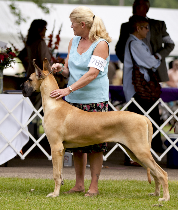 Capstone's Templar O'Northwind