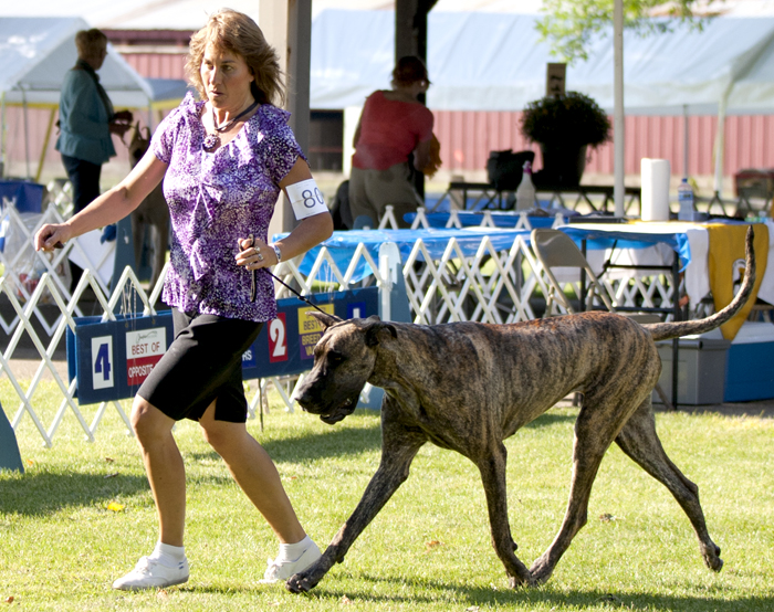 Divine Acres Leader of the Pack Girl