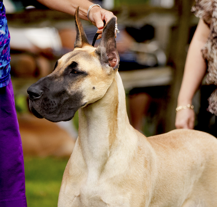 Divine Acres Shadow Caster Girl