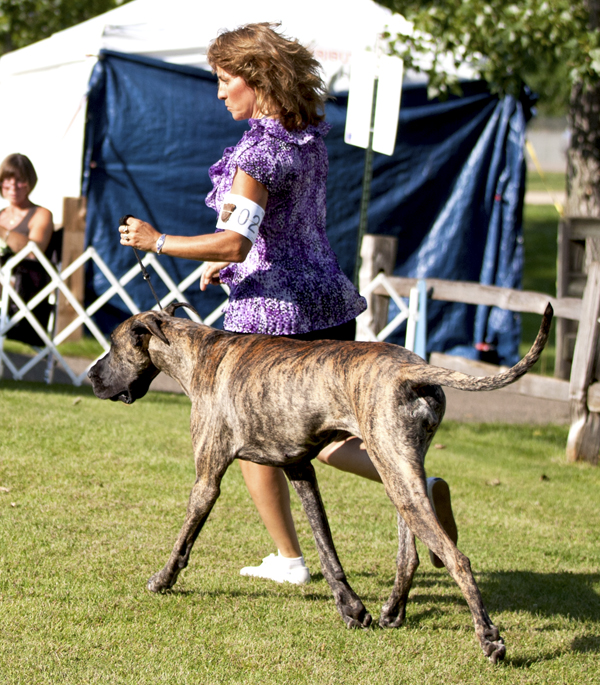 Divine Acres Leader of the Pack Girl