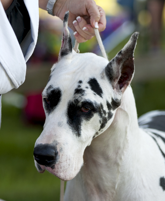 Davisdane-Twinoaks Twist N Time is Here v Mavro