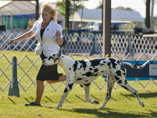 Davisdane-Twinoaks Twist N Time is Here v Mavro