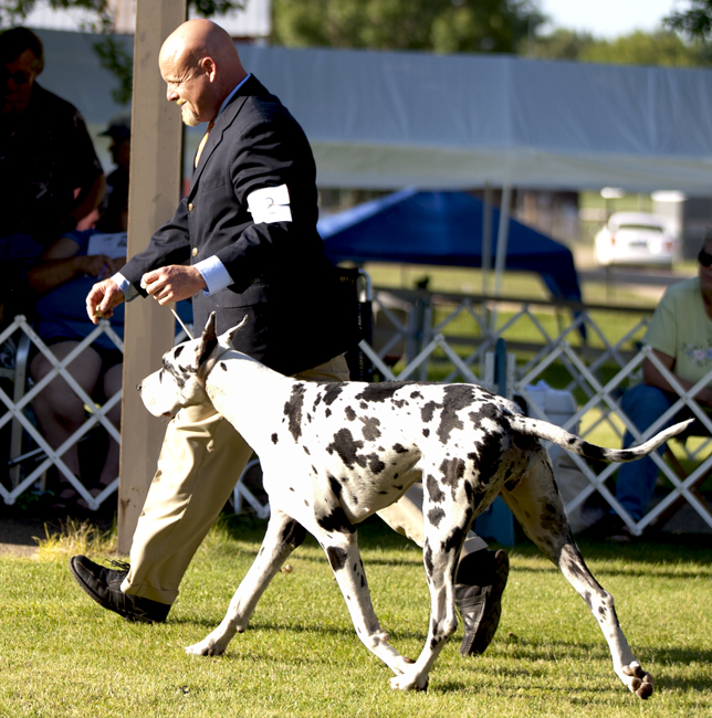 Davisdane-Twinoaks Twist N Time is Here v Mavro