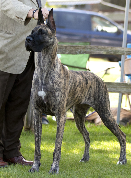 GCH Don-Lu's Dont Tell Me No v Concord