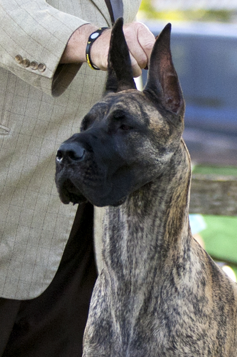 GCH Don-Lu's Dont Tell Me No v Concord