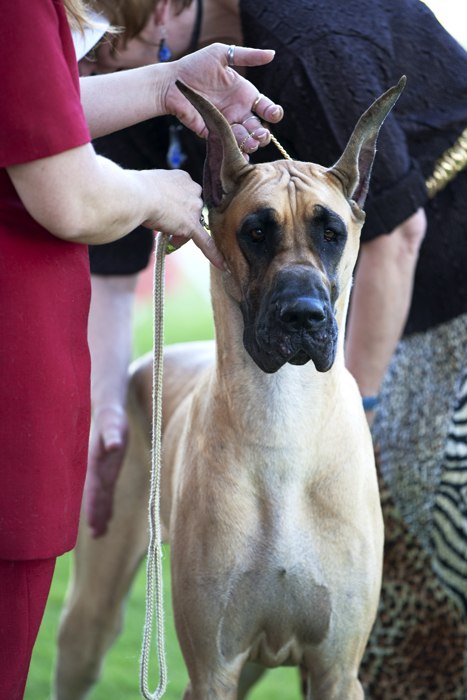 Mirabilevisu's Charm'd N Dangerous