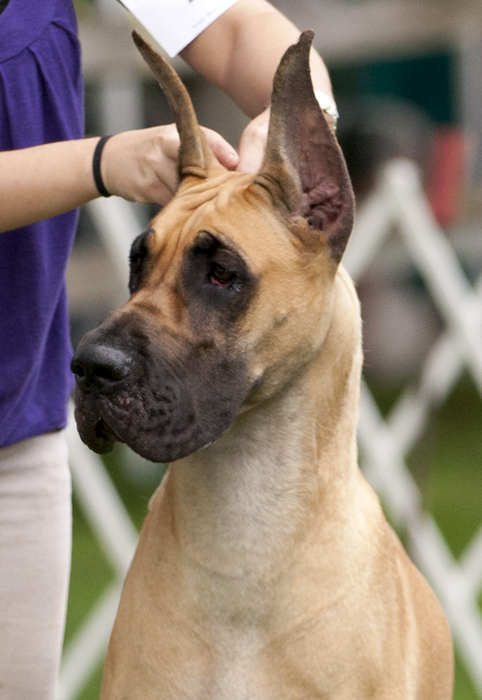 Mirabilevisu's Charm'd N Dangerous