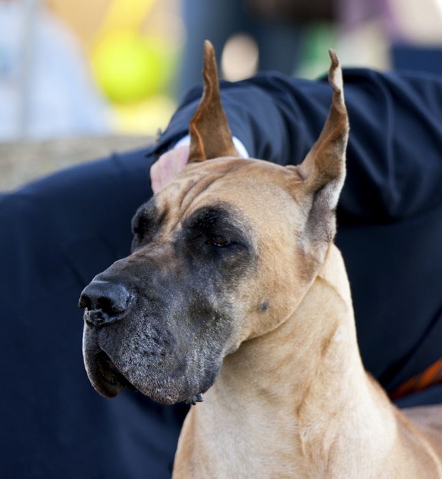 Nanlyn Butterscotch Delight