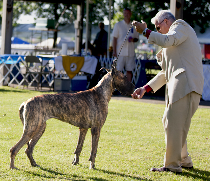 Nanlyn Carmel Fudge Eclipse