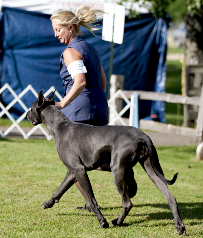 Northernaire's Loochi Maja