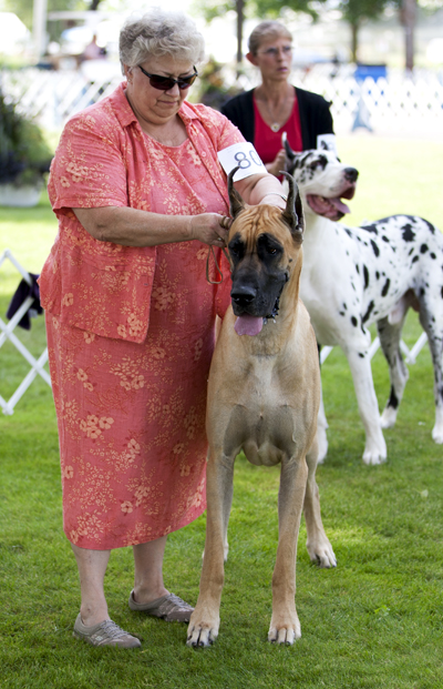 Starz SVF Blaz'n Hot Spago Argento