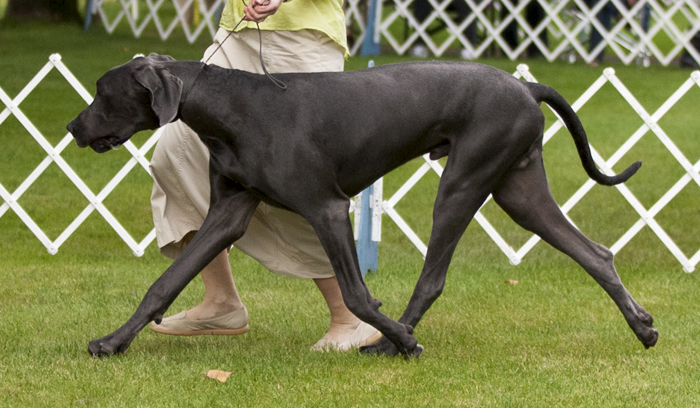 Wifasa BWD's All That Taz