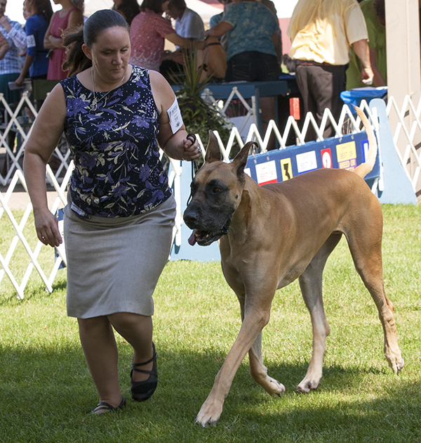 Stargazn's Spectacular Bid v Sumner
