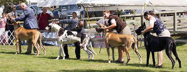Best of Breed Lineup