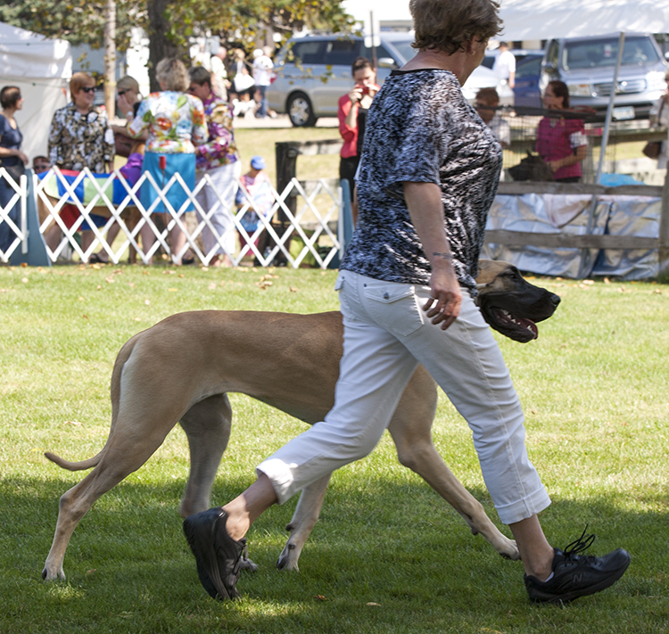 Bryncrest's Show Me A Vixen