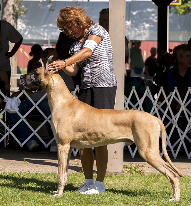 Divine Acres Travelin' Man