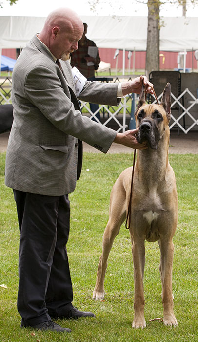 CH Mavro-Twinoaks Hollywood Tough