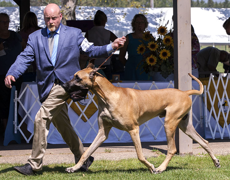 CH Mavro-Twinoaks Hollywood Tough