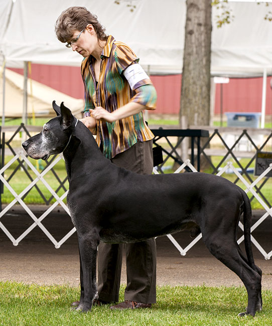 CH Striders Nighthawk