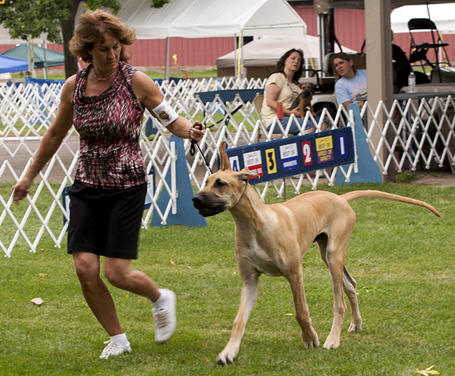 Divine Acres Travelin' Man