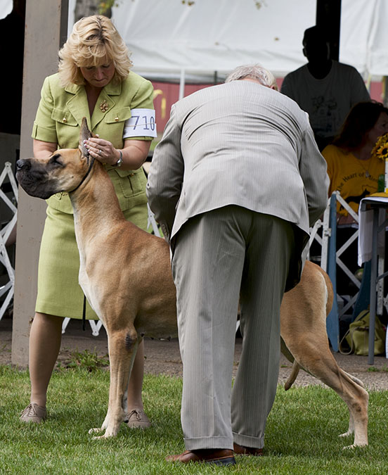 Fendanes Bella The Ball